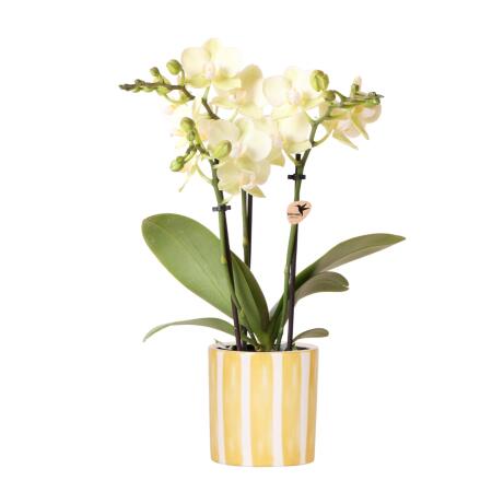 Hummingbird Orchids Yellow Phalaenopsis Orchid - Mexico + Painted Stripe Pot Yellow - Pot size 9cm