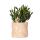 Kolibri Greens Succulent Crassula Minor + painted stripe pot in purple - pot size 9cm