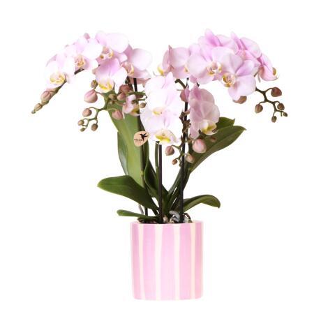 Kolibri Orchids Pink Phalaenopsis Orchid Portugal + Painted Stripe Pot Pink - Pot size 9cm