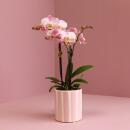 Kolibri Orchids Pink Phalaenopsis Orchid Portugal + Painted Stripe Pot Pink - Pot size 9cm