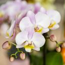 Kolibri Orchids Orchidée Phalaenopsis rose -...