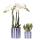 Kolibri Orchids Set de lorchidée Phalaenopsis blanche Amabilis et de la succulente Crassula Hobbit dans un pot bleu Painted Stripe - taille du pot 9cm + 6cm