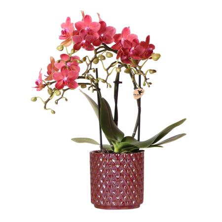 Kolibri Orchids Orchidée Phalaenopsis rouge Congo + pot Pearl rouge - taille du pot 9cm