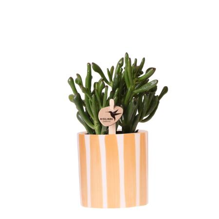 Hummingbird Greens succulent Crassula Hobbit + painted stripe pot orange - pot size 9cm