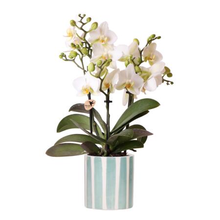 Kolibri Orchids Phalaenopsis blanc Lausanne + Painted Stripe pot décoratif turquoise - taille de pot 9cm