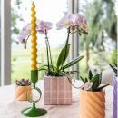 Hummingbird Orchids Pink Phalaenopsis Orchid Portugal + Mosa Decorative Pot Pink - pot size 9cm