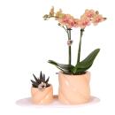 Kolibri Orchids gift set optimism small peach green plant...