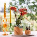 Kolibri Orchids gift set optimism small peach green plant...