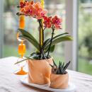 Kolibri Orchids Geschenkset Optimismus kleiner Pfirsich Grünpflanze mit orangefarbener Phalaenopsis-Orchidee in Candy-Ziertöpfen auf weißem Bio-Tablett