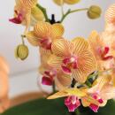 Kolibri Orchids Geschenkset Optimismus kleiner Pfirsich Grünpflanze mit orangefarbener Phalaenopsis-Orchidee in Candy-Ziertöpfen auf weißem Bio-Tablett