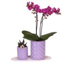 Kolibri Orchids Set cadeau Optimisme Petit Lilas - Plante verte avec orchidée Phalaenopsis orange dans des pots de plantes ornementales Candy sur plateau organique blanc