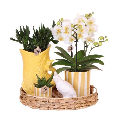 Kolibri Company Geschenkset Mediterranean Sunset mit weißer Phalaenopsis Orchidee Lausanne und Sukkulenten inkl. Keramiktöpfen