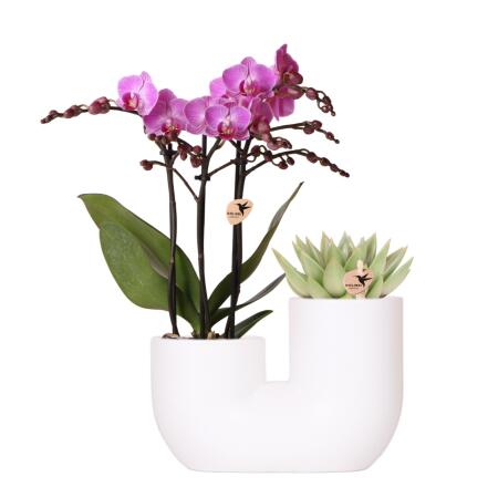 Kolibri Orchids Set dorchidées roses Vienna et de succulentes dans un pot décoratif blanc - taille du pot 9 cm