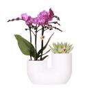 Kolibri Orchids Set dorchidées roses Vienna et de succulentes dans un pot décoratif blanc - taille du pot 9 cm