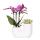 Kolibri Orchids Set dorchidées roses Vienna et de succulentes dans un pot décoratif blanc - taille du pot 9 cm