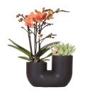 Hummingbird Orchids Set of orange Bolzano orchid and succulent in a black decorative tube pot - pot size 9cm