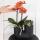 Hummingbird Orchids Set of orange Bolzano orchid and succulent in a black decorative tube pot - pot size 9cm