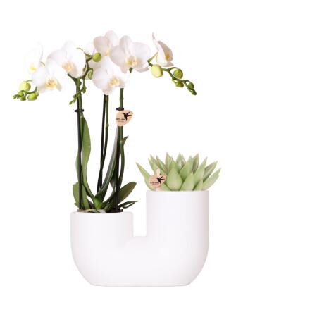 Hummingbird Orchids Set of white Amabilis orchid and succulent in white tube decorative pot - pot size 9cm