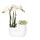 Hummingbird Orchids Set of white Amabilis orchid and succulent in white tube decorative pot - pot size 9cm