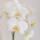 Hummingbird Orchids Set of white Amabilis orchid and succulent in white tube decorative pot - pot size 9cm