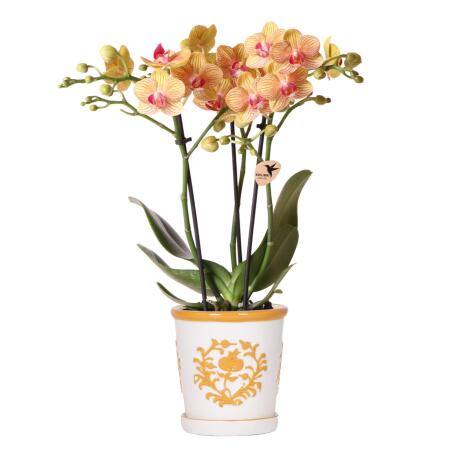 Kolibri Orchids orange Orchidée Jamaica + Malaga Pot décoratif orange - Taille du pot 9cm