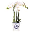 Hummingbird orchids white Phalaenopsis orchid Amabilis +...