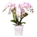 Kolibri Orchideen rosa Phalaenopsis Orchidee Portugal +...