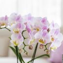 Hummingbird orchids pink Phalaenopsis orchid Portugal +...