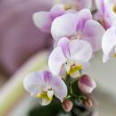 Hummingbird orchids pink Phalaenopsis orchid Portugal + Malaga ornamental pot pink - pot size 9cm