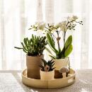 Kolibri Company Set de plantes Slow Living Orchidée Phalaenopsis blanche Lausanne et plantes succulentes, y compris pots décoratifs en céramique