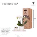 Kolibri Company Set de plantes Slow Living Small Phalaenopsis blanche Orchidée Lausanne et succulente, y compris pots décoratifs en céramique sur plateau organique blanc