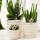 Kolibri Company Set de plantes Slow Living Small Phalaenopsis blanche Orchidée Lausanne et succulente, y compris pots décoratifs en céramique sur plateau organique blanc