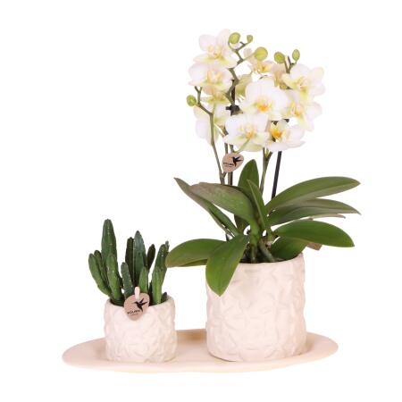 Kolibri Company Set Star Fish small White Phalaenopsis orchid Lausanne and succulent incl. ceramic decorative pots on white organic tray