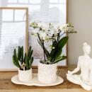 Kolibri Company Set Star Fish small White Phalaenopsis orchid Lausanne and succulent incl. ceramic decorative pots on white organic tray