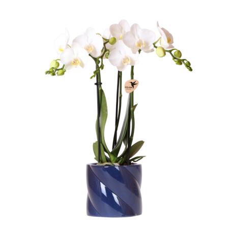 Kolibri Orchids orchidée blanche Amabilis + cache-pot Candy bleu - taille de pot 9cm