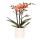 Kolibri Orchids Orange Orchid Bolzano + Star Fish Flowerpot - pot size 9cm