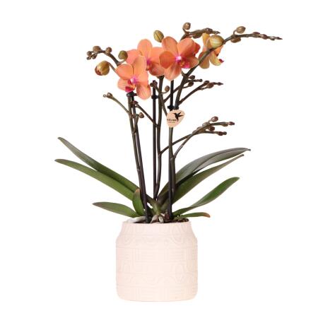 Kolibri Orchids Orchidée orange Bolzano + Hieroglyph Zierpot Off White - taille de pot 9cm