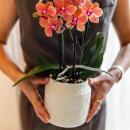 Kolibri Orchids Orange Orchidee Bolzano + Hieroglyph...