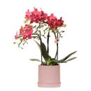 Kolibri Orchids Orchidée rouge Congo + Bali...