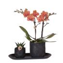 Kolibri Company Set Home Hub Small Orange Phalaenopsis orchid Bolzano and succulent incl. ceramic planter on black tray