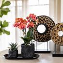 Kolibri Company Set Home Hub Small Orange Phalaenopsis orchid Bolzano and succulent incl. ceramic planter on black tray