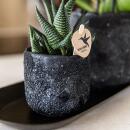 Kolibri Company Set Home Hub Small Orange Phalaenopsis orchid Bolzano and succulent incl. ceramic planter on black tray