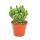 Cereus floridianus - Grünfinger - im 5,5cm Topf