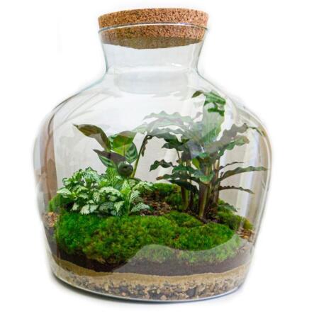 Flaschengarten "Fat Joe" - DIY-Pflanzenterrarium - 30 cm hoch