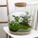 Jardin en bouteille "Fat Joe" - Terrarium pour...