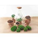 Bottle garden "Sam xl" - with bonsai - DIY...