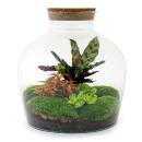 Flaschengarten "Fat Joe" - ROT - DIY-Pflanzenterrarium - 30cm hoch