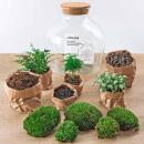 Flaschengarten "Fat Joe" - GRÜN - DIY-Pflanzen-Terrarium - 30cm hoch