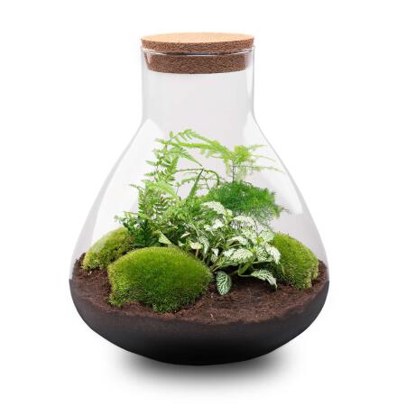 Jardin en bouteille "Sam xl" - Terrarium pour plantes DIY - hauteur 35cm