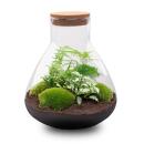 Jardin en bouteille "Sam xl" - Terrarium pour...